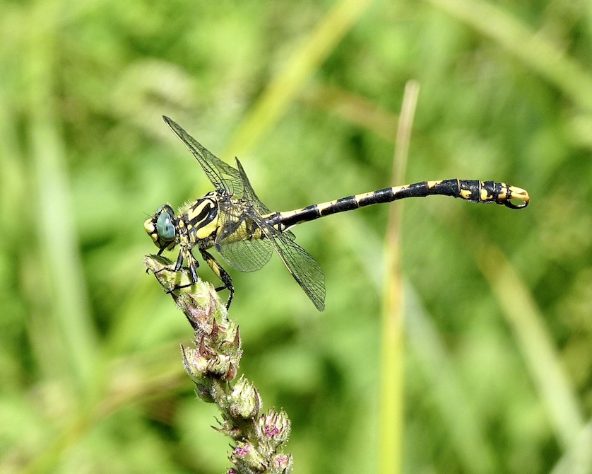 large pincertail